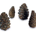 Pine Cones & Acorns
