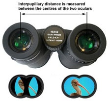 Binocular Interpupillary Distance
