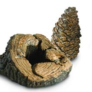 Acorns & Pine Cones
