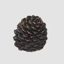 Hargrove 1205-BX Medium Decorative Pine Cone image