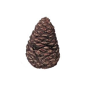 Rasmussen Pine Cone - 4-Inches - Medium