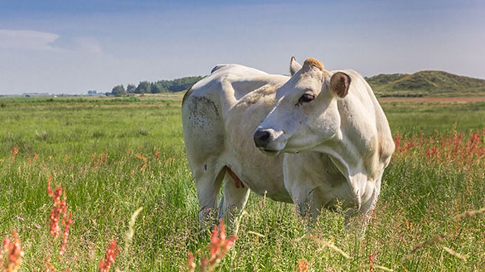 Piedmontese cow in a pasture