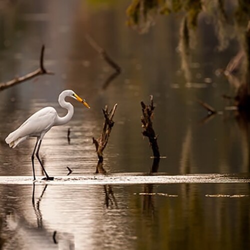 Egret in wetlands