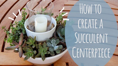 How to Create Succulent Centerpiece